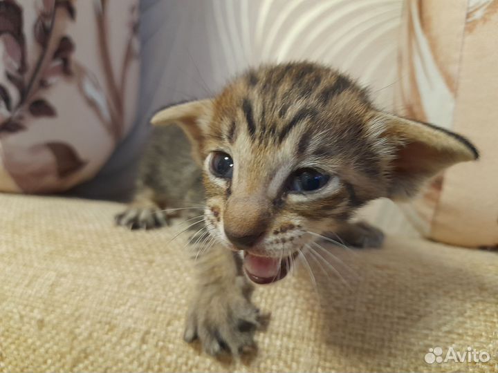 Ориентальные котята