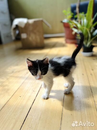 Котёнок мальчик