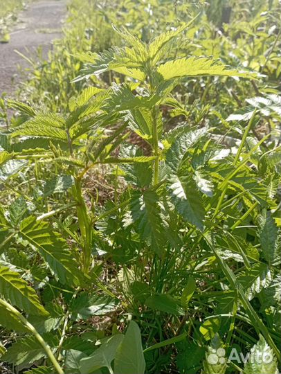 Саженцы тибетской малины и простой