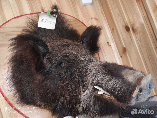 Голова Вепря