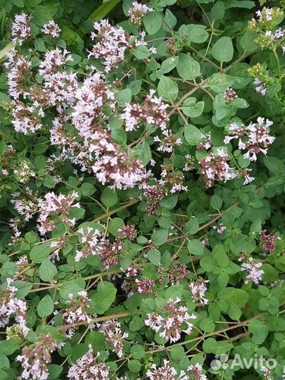 Лекарственные травы, чай и растения