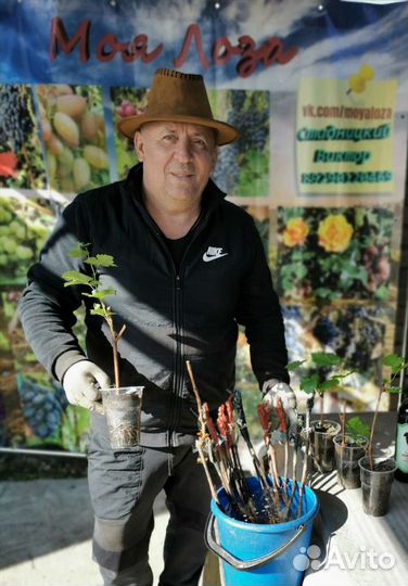 Саженцы винограда на Ваш вкус