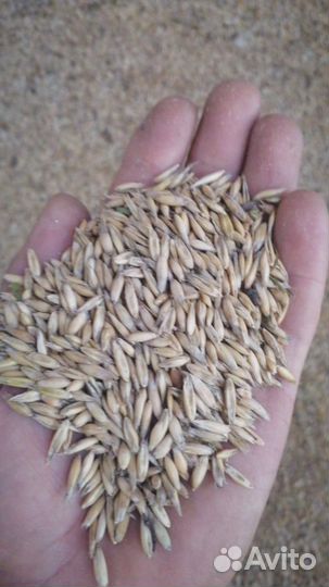 Овёс с доставкой