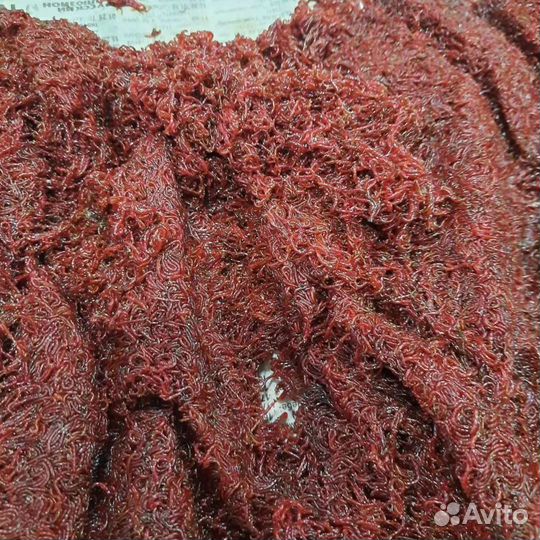 Мотыль насадочный и кормовой