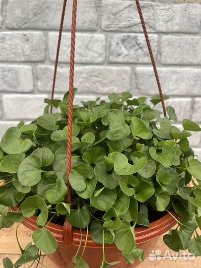 Кустовые розы саженцы