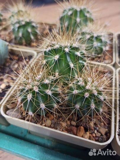 Кактусы микс