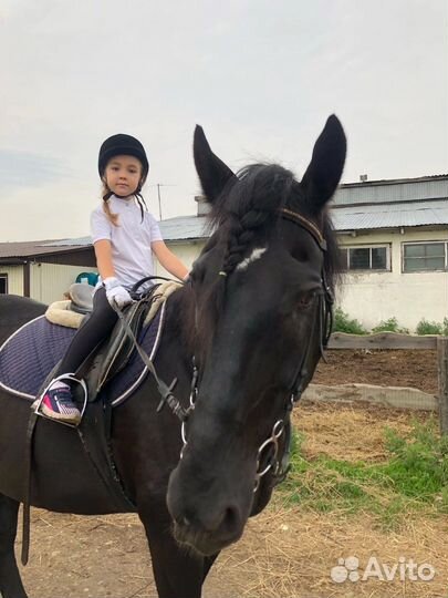 Конные прогулки и фотосессии,подароч-сертификаты