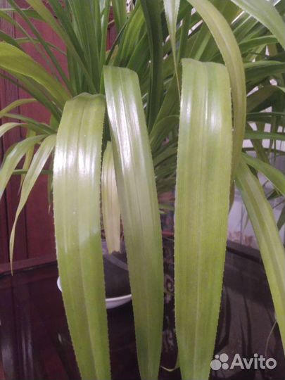 Панданус 3 шт