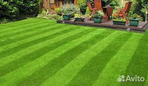 Рулонный газон элитный