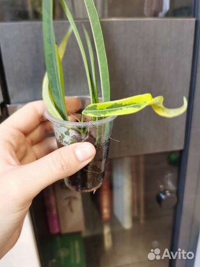 Фикусы редкие, много сортов, сингониумы и филы