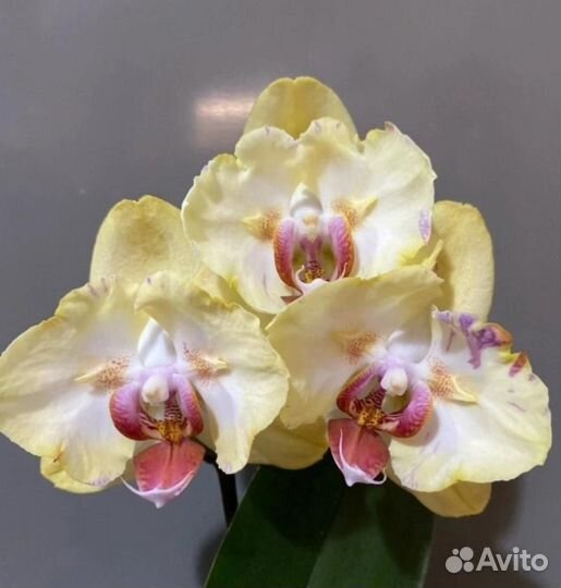 Орхидея PF 5053