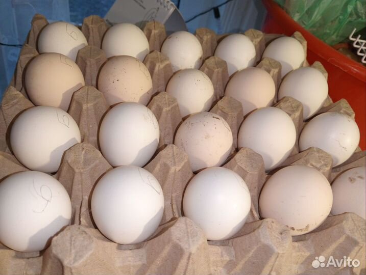 Инкубационное яйцо