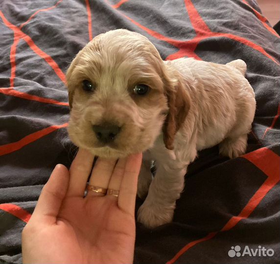 Английский кокер спаниель