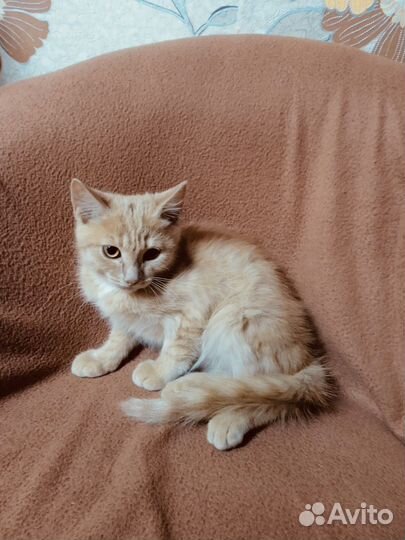 Котенок рыжик