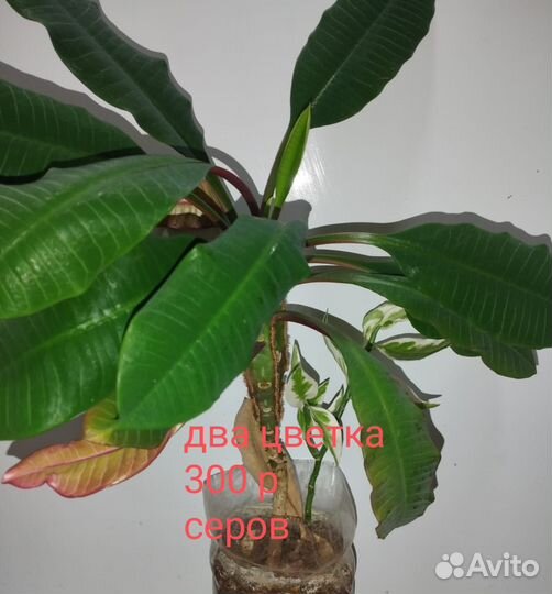 Цветы для дома