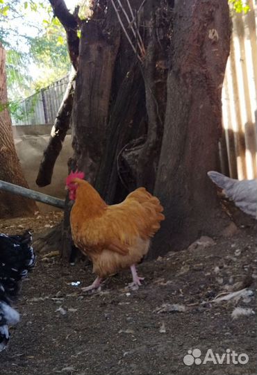 Петухи Орпингтон, Леггорн