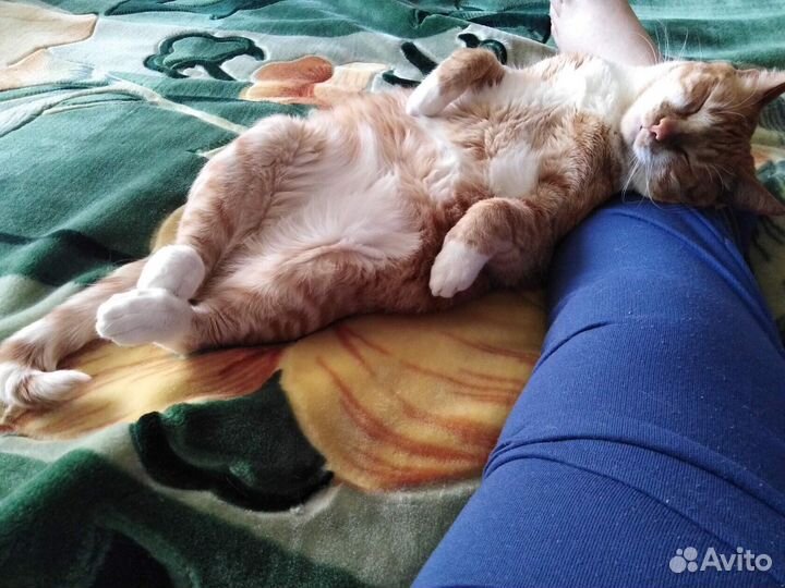 Кошка брошенная после смерти хозяйки