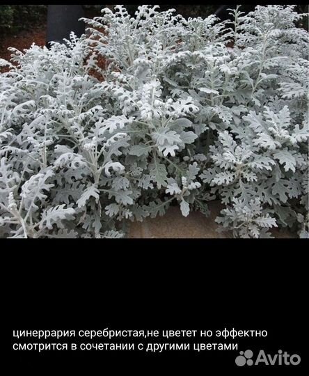 Петунии цинеррария бархатцы львины зев черри перец