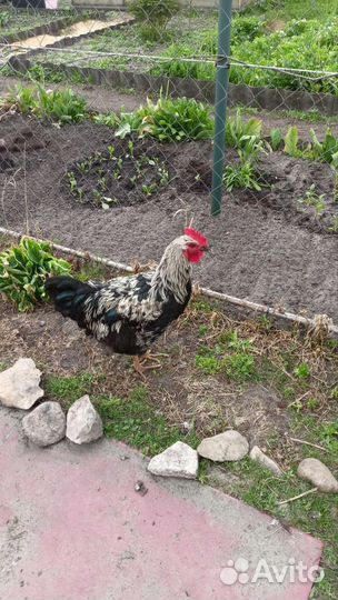 Десятимесячные петухи на продажу