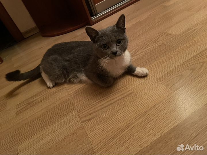 Кошка 1.5 года