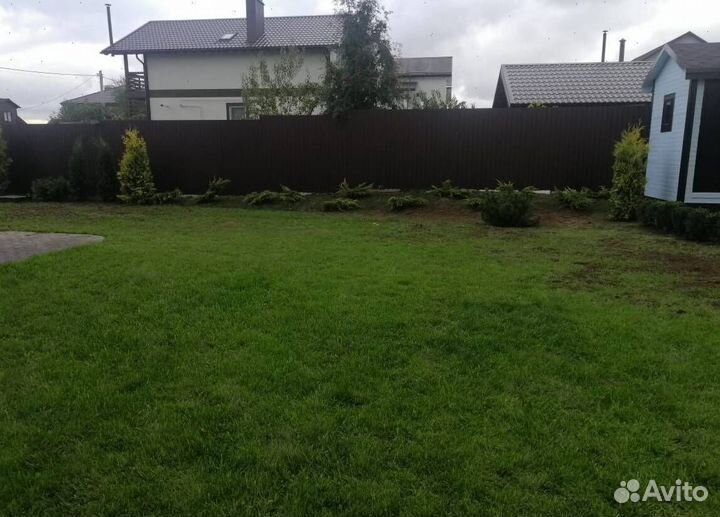 Пихта Корейская с бесплатной доставкой