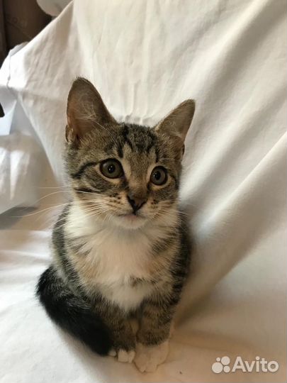 Котята в добрые руки бесплатно