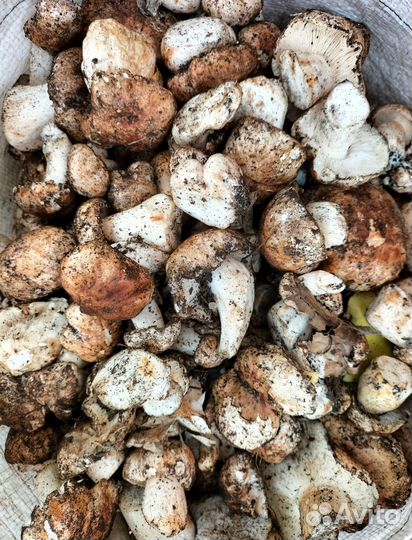 Продам грибы