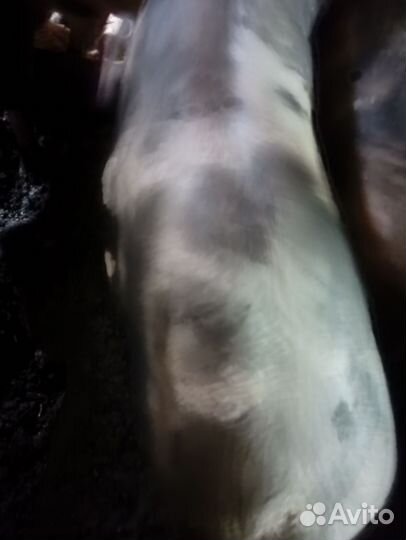 Хряк на племя. 4,5 месяца