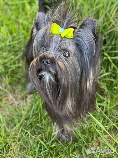 Йоркширский терьер колор мини беби фейс вязка