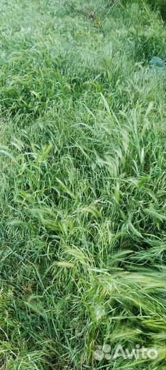 Трава для скотины