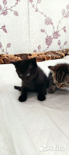Котята отдам в добрые руки бесплатно)