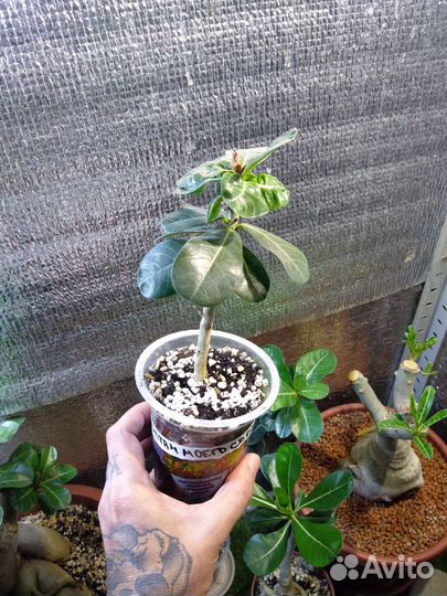 Укоренённые черенки Адениум 