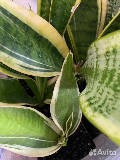 Сансевиерия лауренти с золотисто-желтой окантовкой