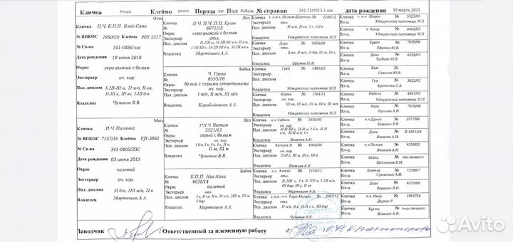 Вязка, кобель зсл