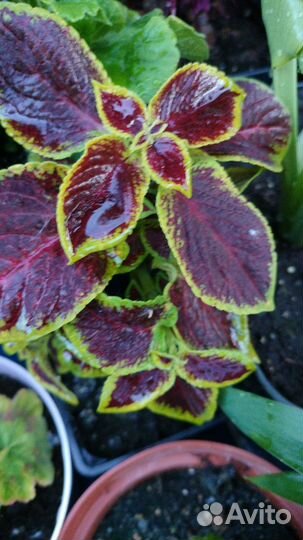 Цветы домашние, уличные