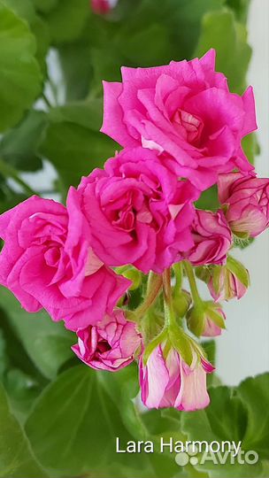 Пеларгония герань