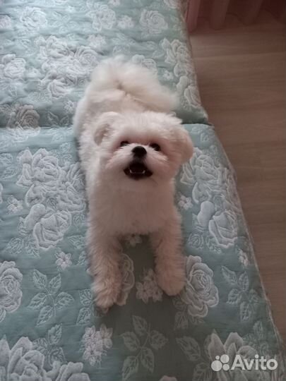 Вязка собак мальтипом