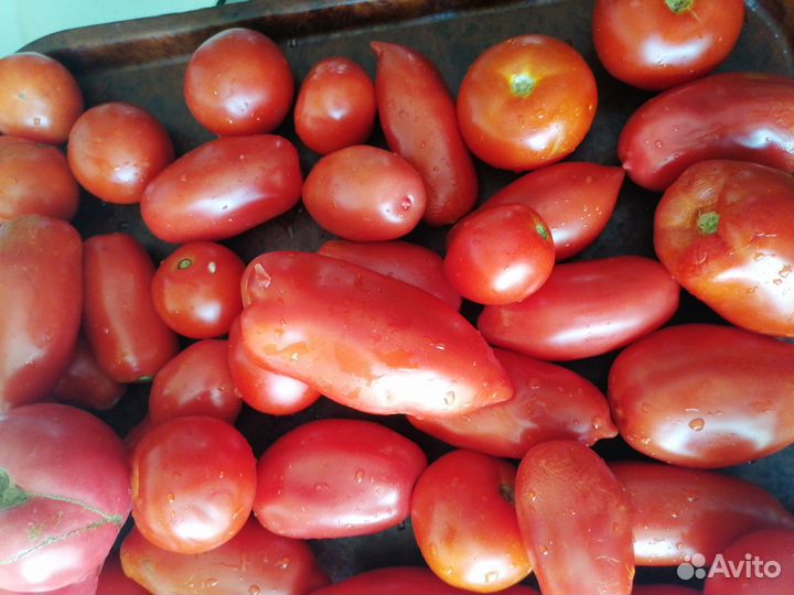 Помидоры