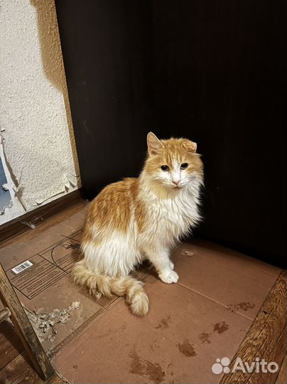 Коты и кошки в добрые руки