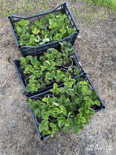 Клубника ремонтантна, сорт Мурано