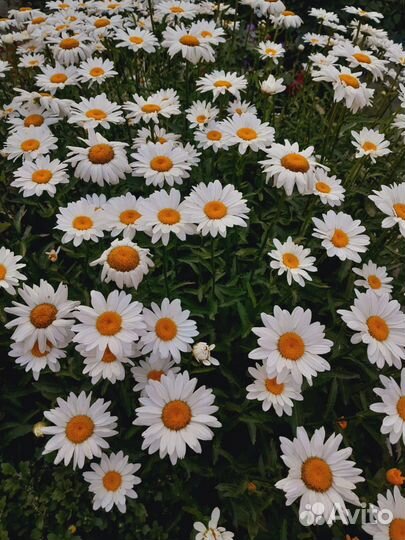 Ромашки крупные