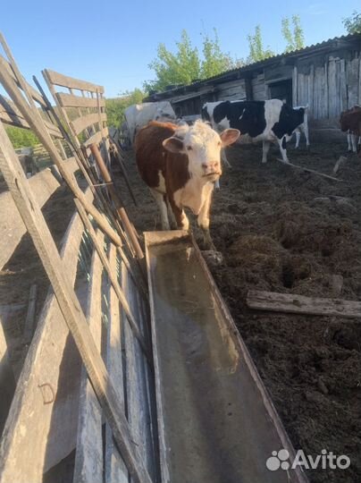 Корова телята