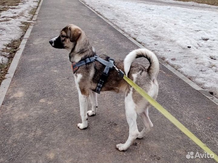 Злата щенок в добрые руки