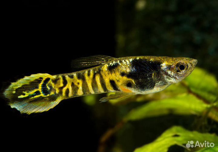 Гуппи Эндлера тигр