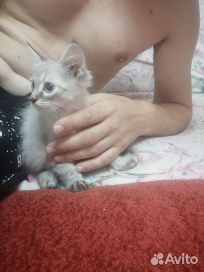 Кошка невская маскарадная котята