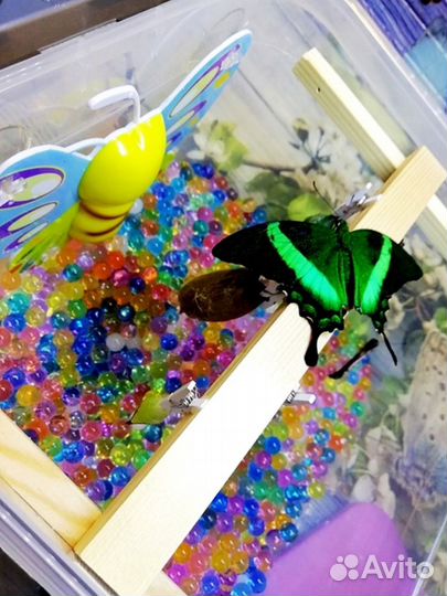 Мини-ферма с 3 куколками тропических бабочек