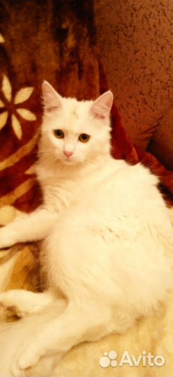 Кот ангорка