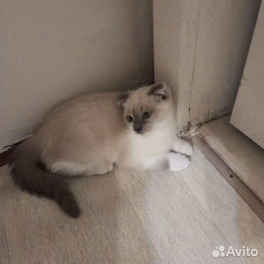 Кошки в добрые руки бесплатно