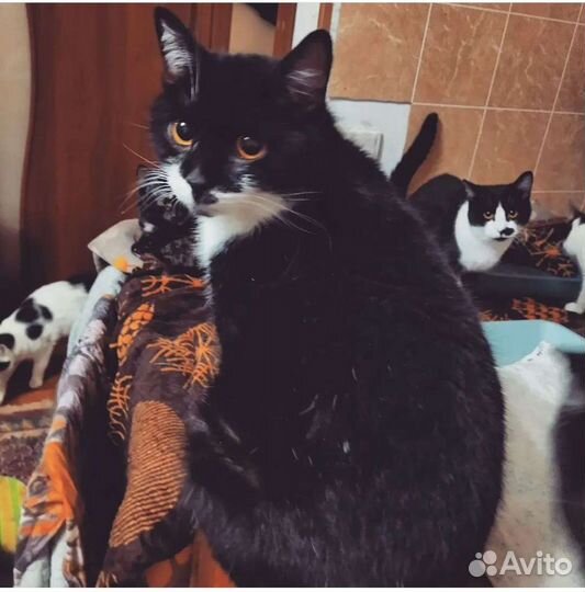 Кошка Маркиза