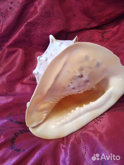 Большая морская раковина